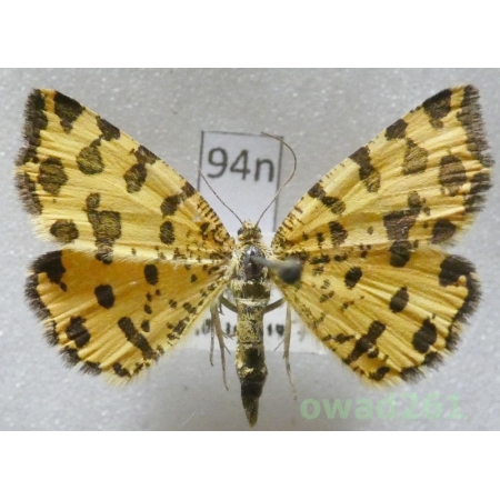 Pseudopanthera macularia (Linnaeus, 1758) Czech94n
